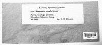 Melampsora vernalis image